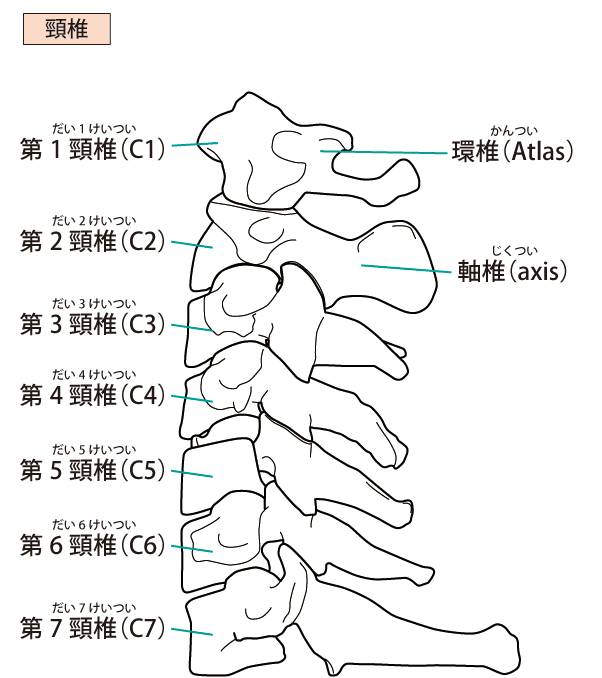 颈椎