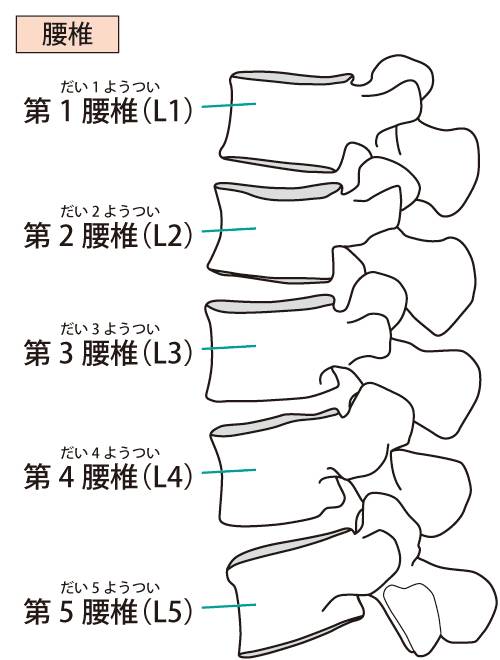 腰椎