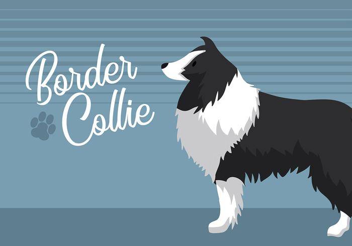 边境牧羊犬免费矢量
