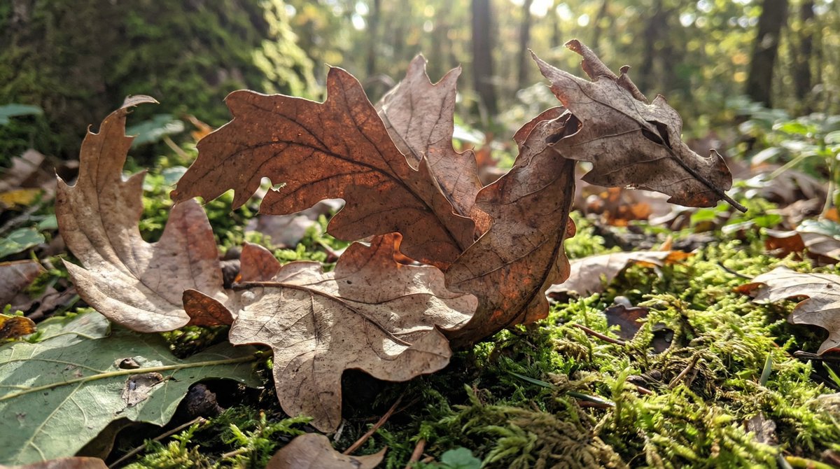 Leaf Dragon Art on Forest Floor: Autumn Nature Photography Nano Banana提示词
