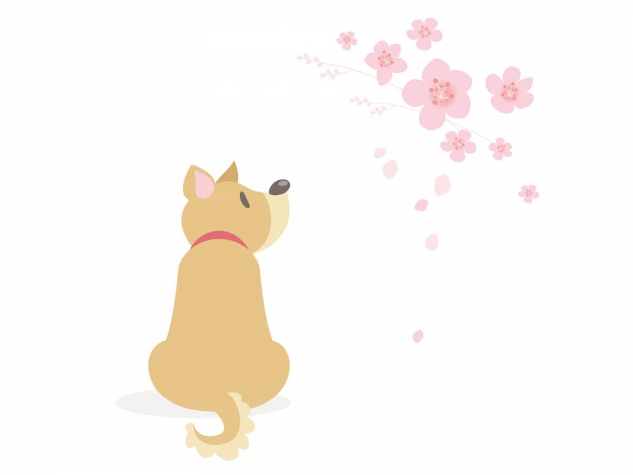 一只喜欢樱花的狗