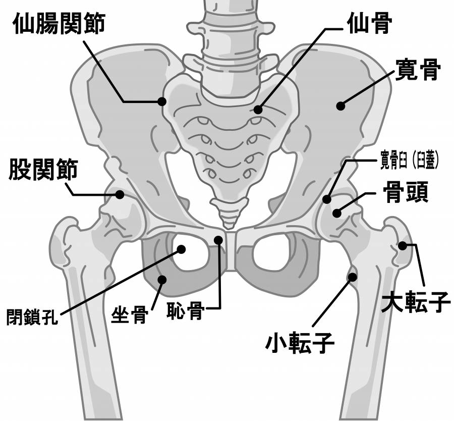 骨盆周围的骨名称