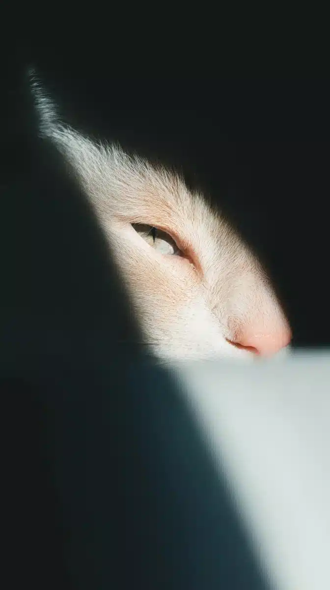 Dramatic Cat in Shadows Midjourney提示词