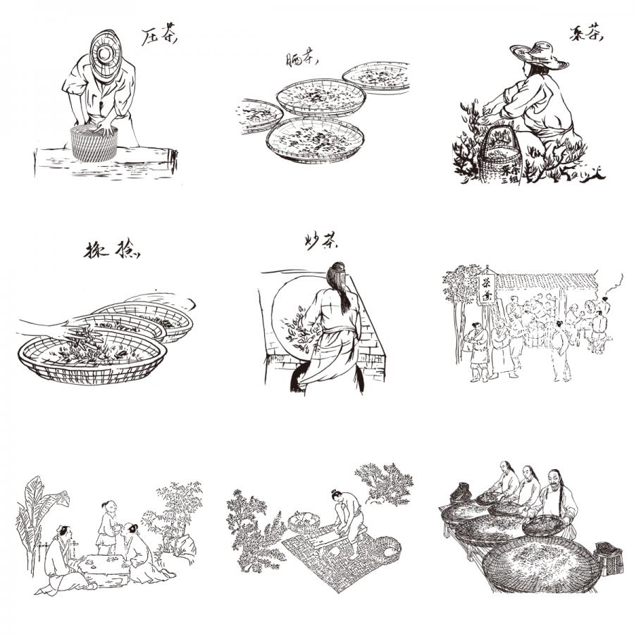 手绘传统制茶工艺制作茶叶炒茶流程线稿线描图包装插画AI矢量素材