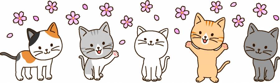 春天的猫