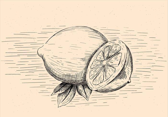 免费手绘矢量柠檬插画