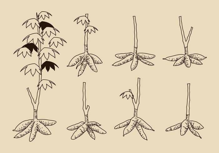 手绘木薯树免费矢量