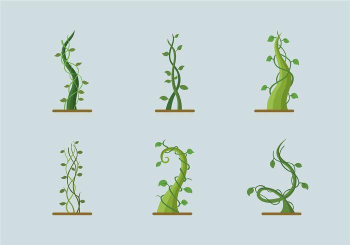 绿色生长的植物豆茎