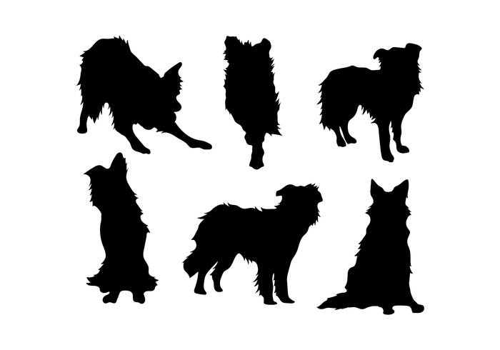 边境牧羊犬矢量