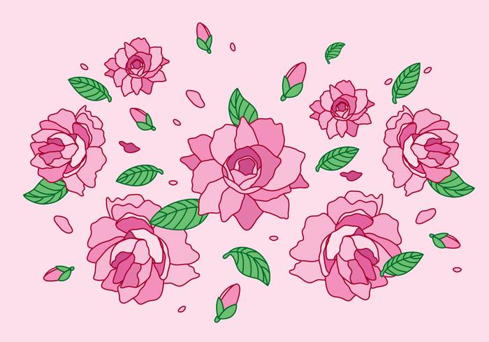 山茶花