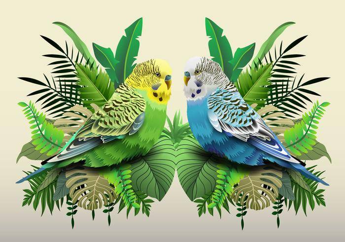 在叶子的绿色和蓝色Budgie