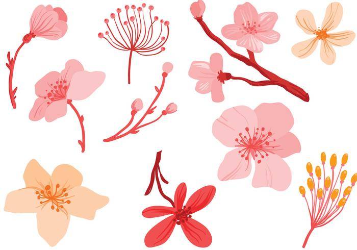 免费粉红色花朵载体
