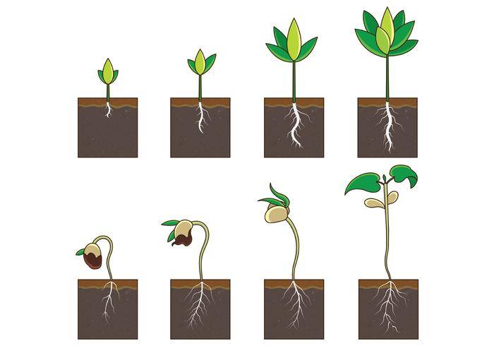 长大植物传染媒介