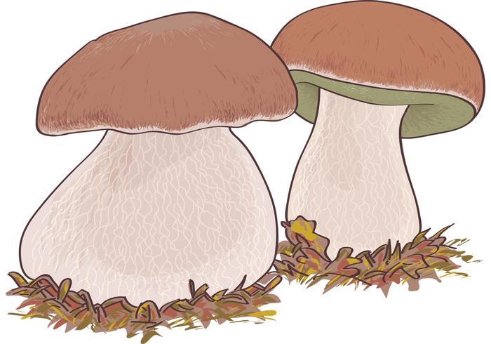 蘑菇牛肝菌可食