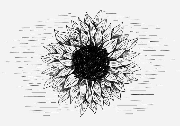 免费矢量向日葵的插图