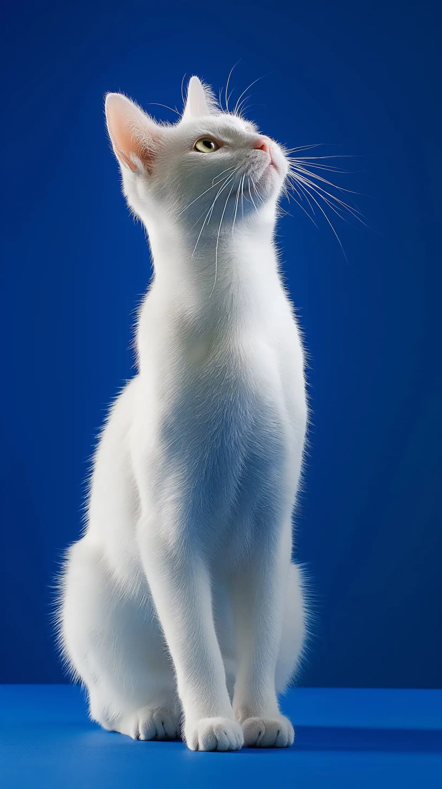 White Cat Portrait Klein Midjourney提示词