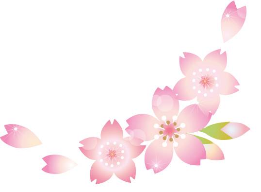 樱花花朵闪耀