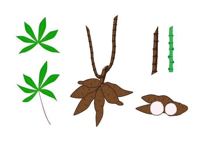 木薯植物元素矢量