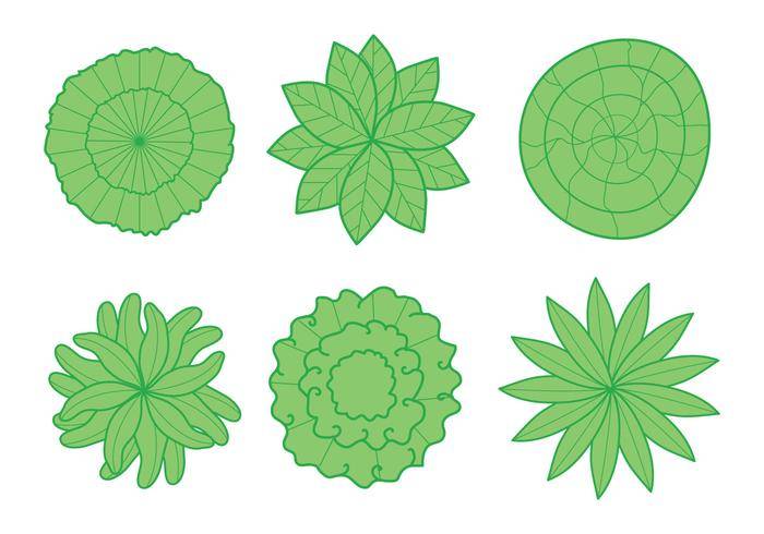植物顶视图传染媒介