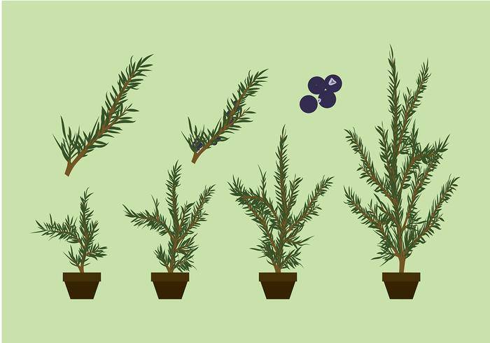 杜松植物免费矢量
