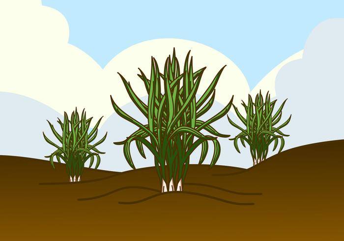 野生柠檬香草植物矢量