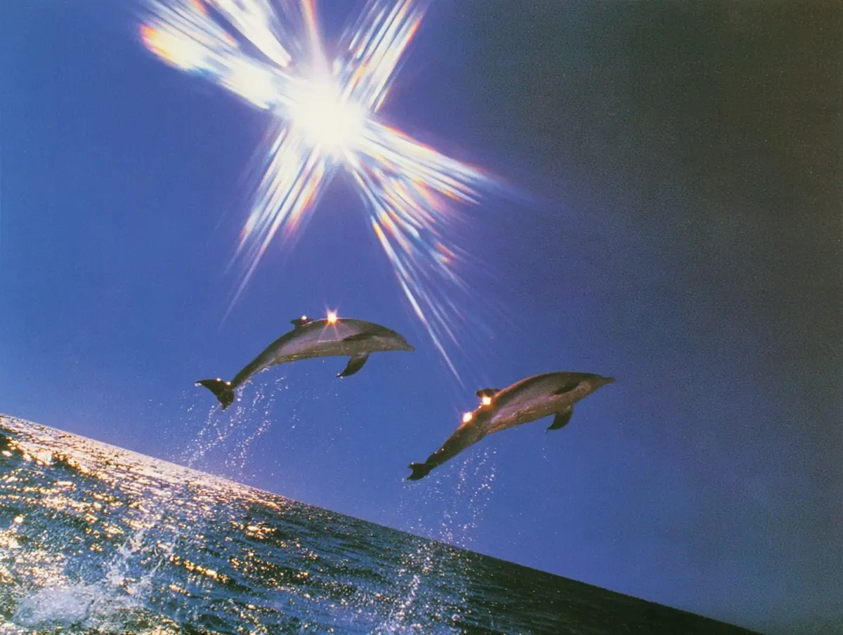 Leaping Dolphins Water View Midjourney提示词