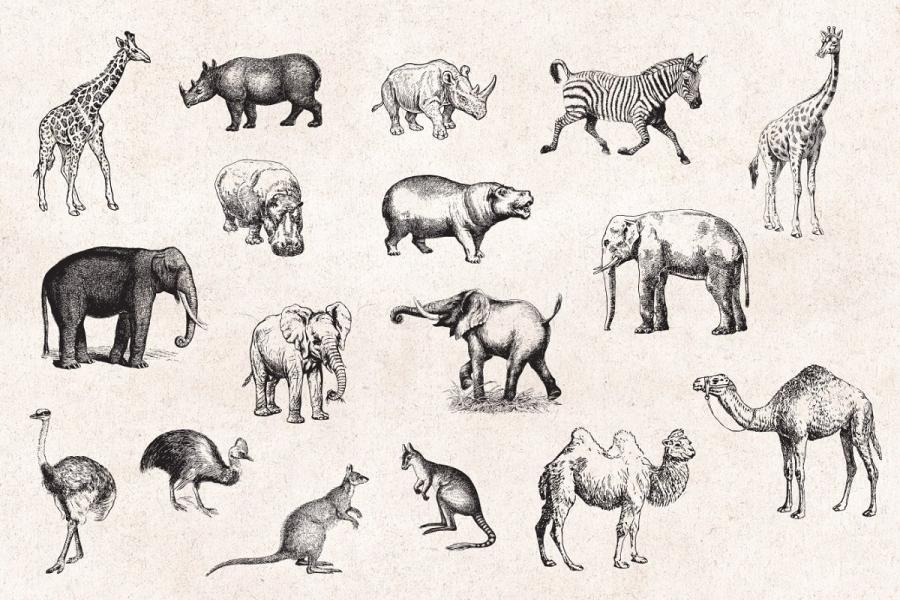 野生动物雕刻矢量插画 Wild Animals Engravings NicePSD 优质设计素材下载站