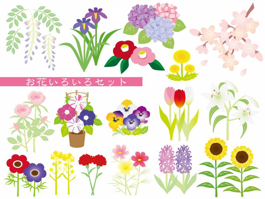 各种花卉集