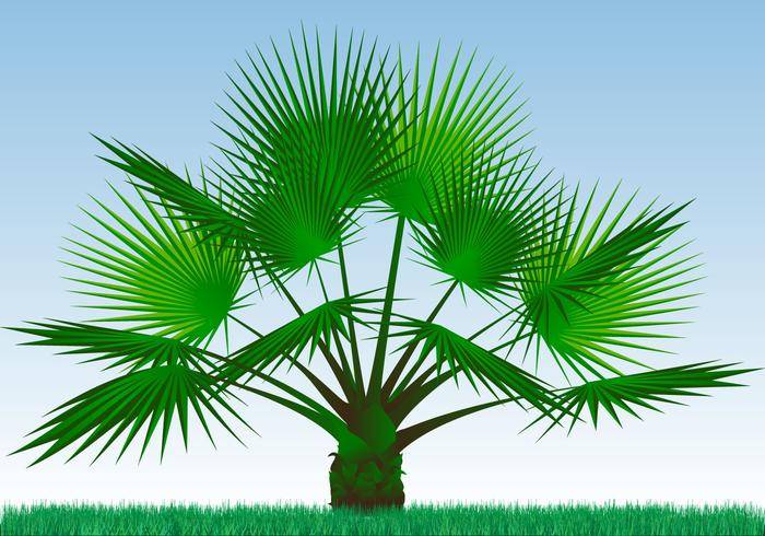 单一的棕榈植物矢量