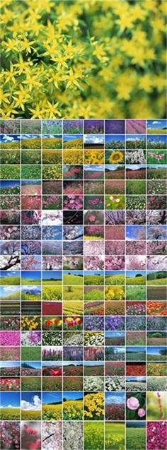 165款花朵植物JPG格式202445