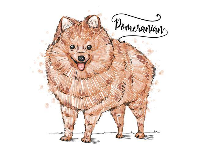 免费博美犬背景