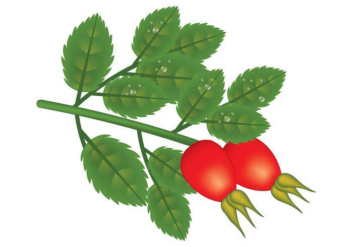 玫瑰果传染媒介植物