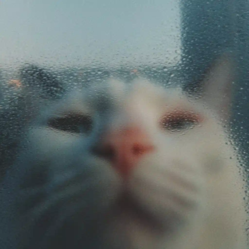 Hyper-Realistic Cat Portrait Midjourney提示词