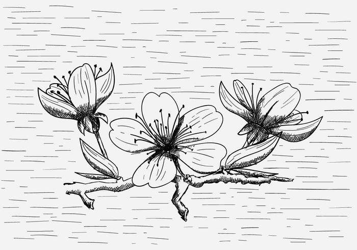 免费矢量桃花插图