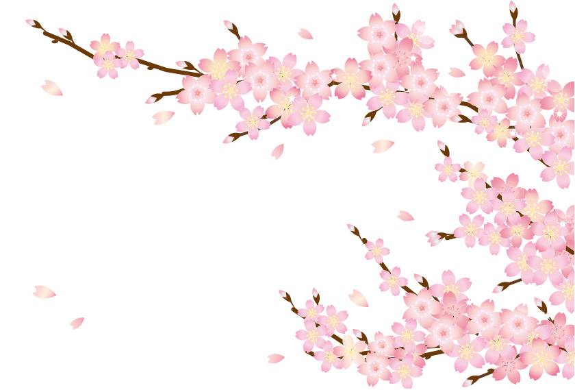 樱花花瓣和树枝