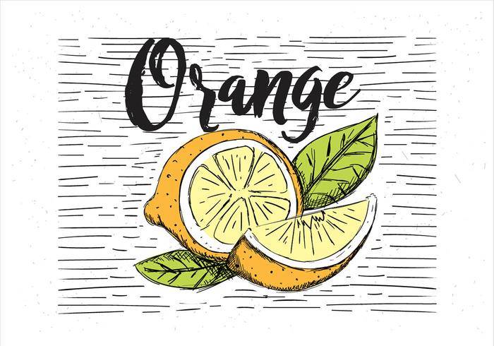 免费矢量手绘橙色插图