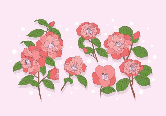 山茶花矢量