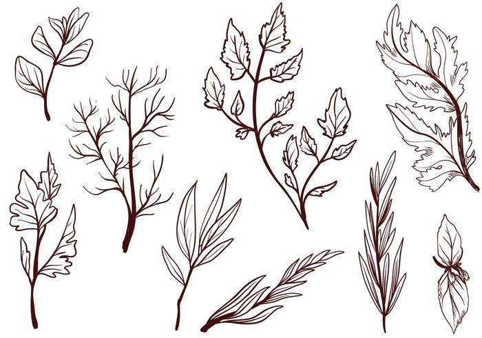 免费烹饪草药载体