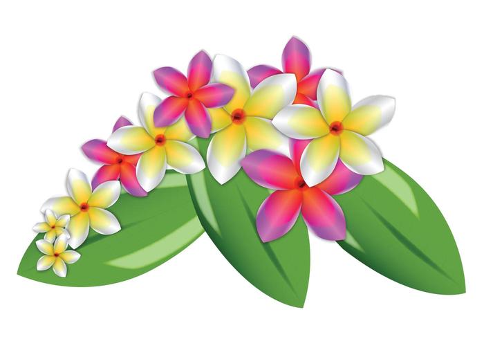 鸡蛋花传染媒介花