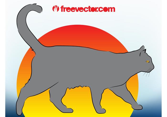 灰色的猫