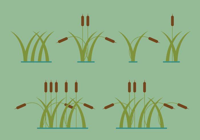 芦苇矢量插图