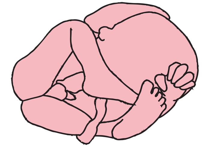 胎儿