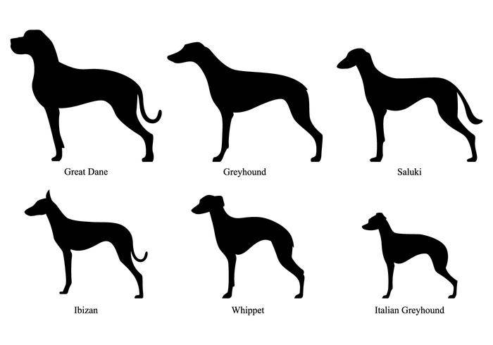 Whippet剪影