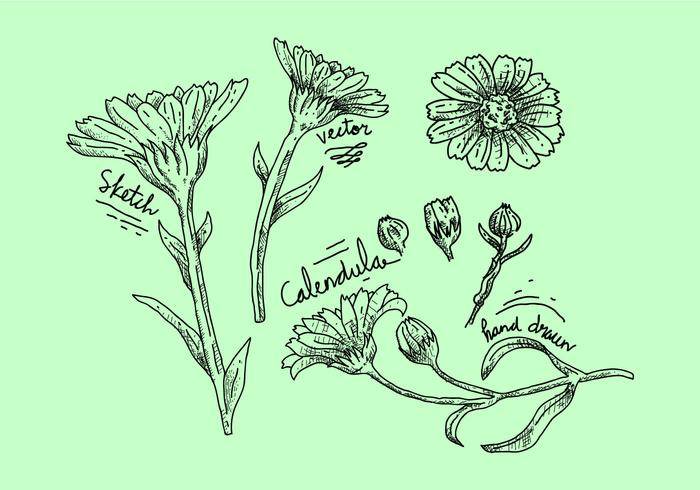 免费金盏花矢量图