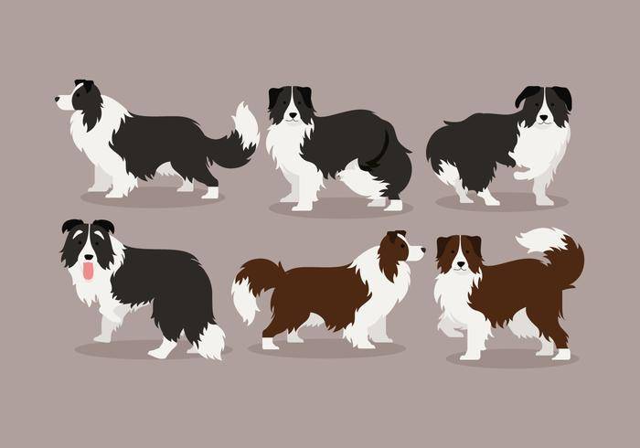 边境牧羊犬矢量