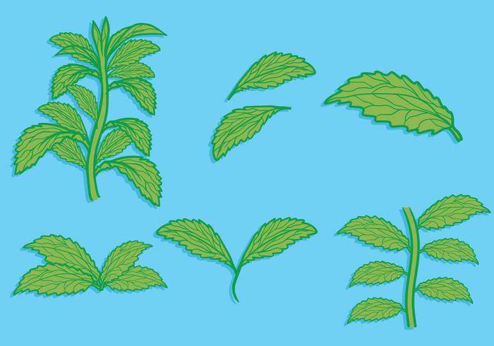 甜叶菊叶手绘制的插图集
