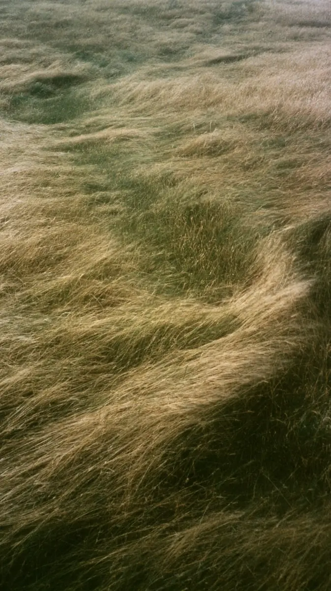 Documentary Wheat Field Photograph Midjourney提示词