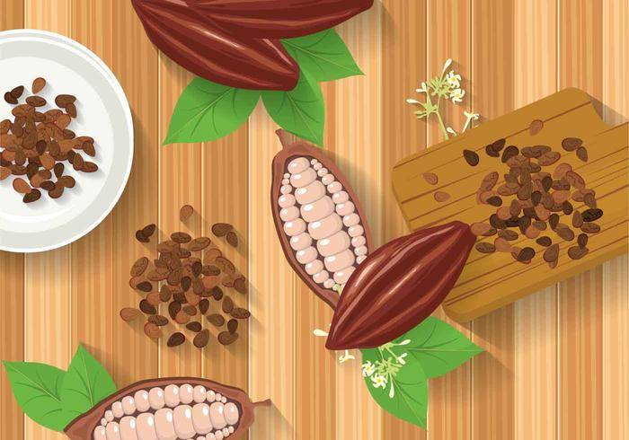 免费的可可豆插图