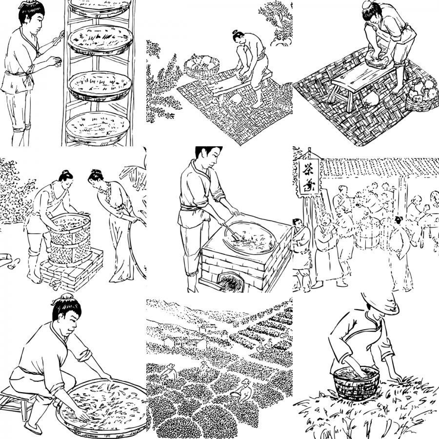 传统工艺制作制茶茶叶炒茶流程线稿线描图手绘包装插画AI矢量素材