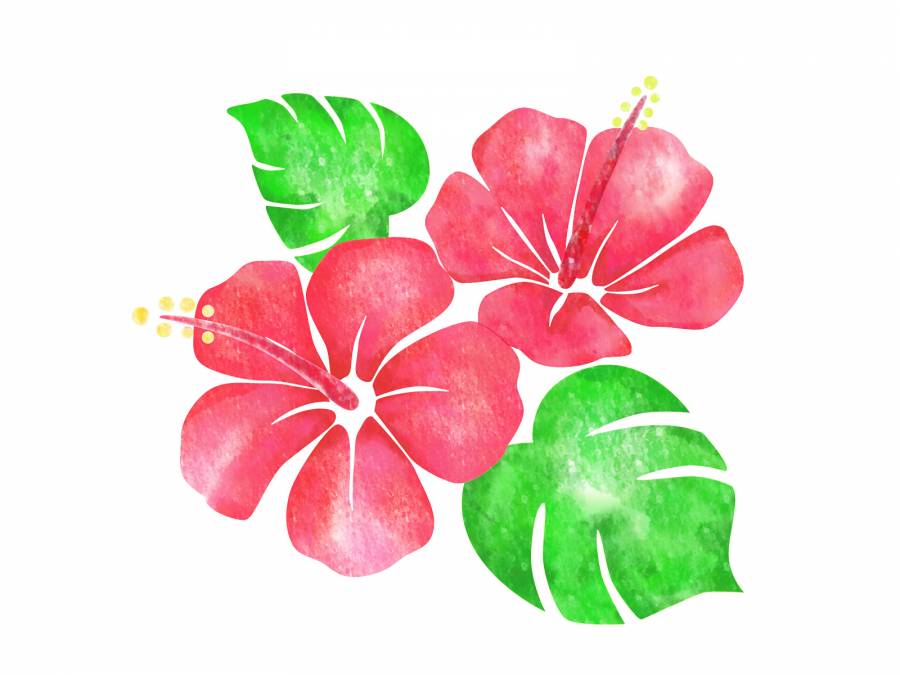 芙蓉02
